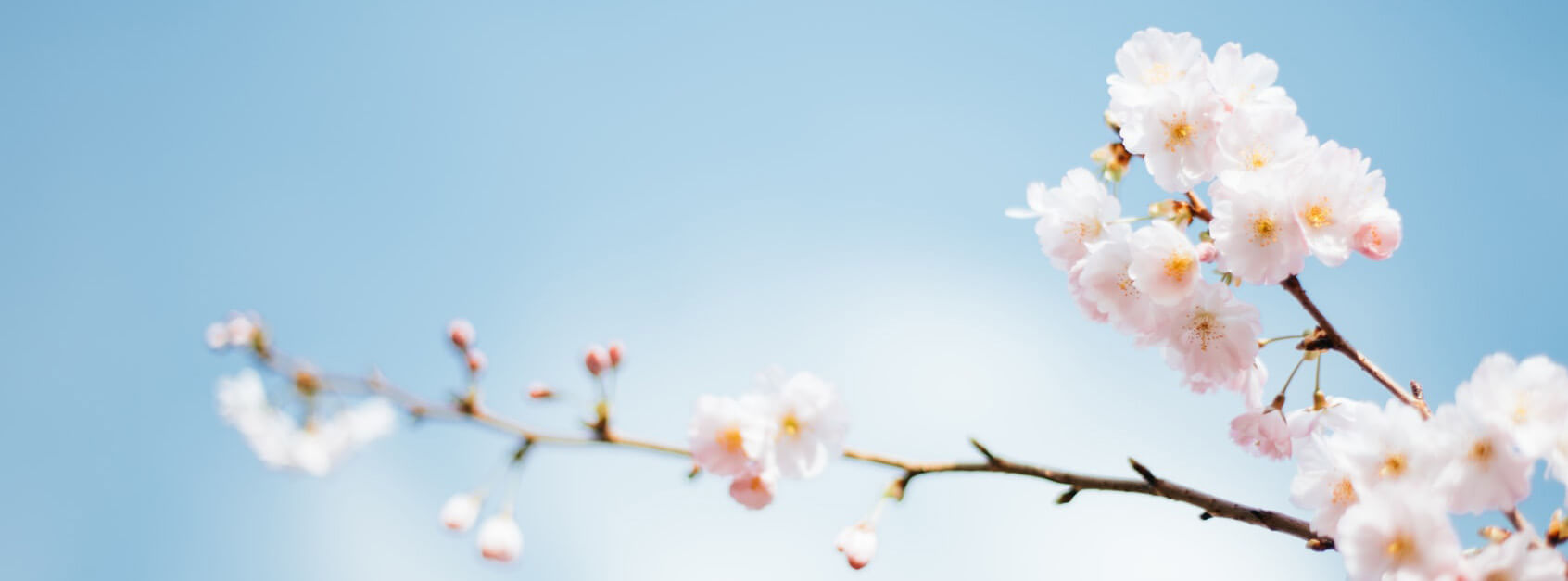 深情是病是毒
