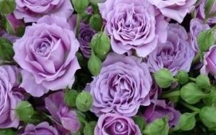 玫瑰花的寓意是什么 玫瑰花花语